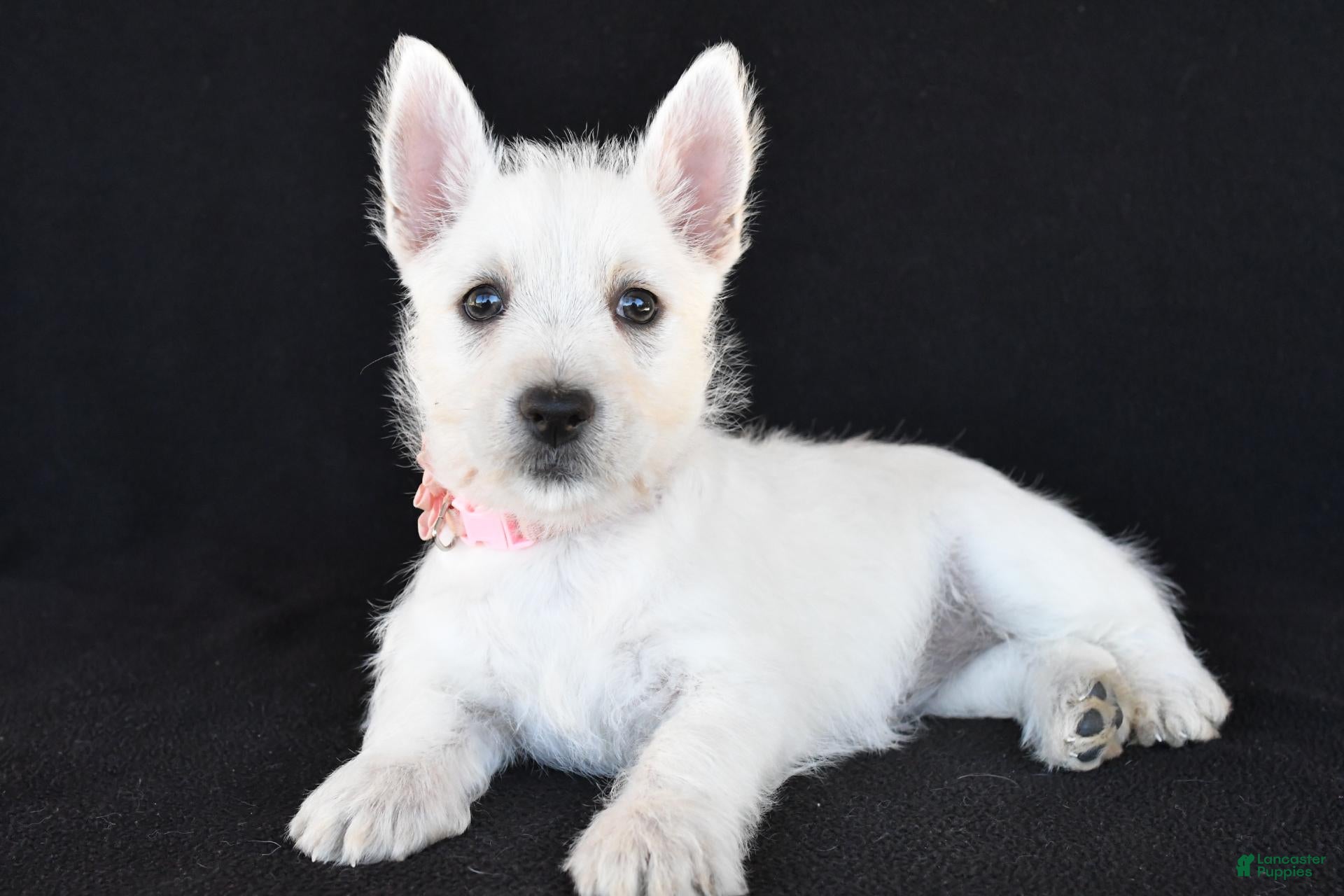 West Highland Terrier dogs for sale: Kelsey - Ad 1