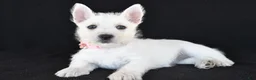 West Highland Terrier dogs for sale: Kelsey - Ad 1