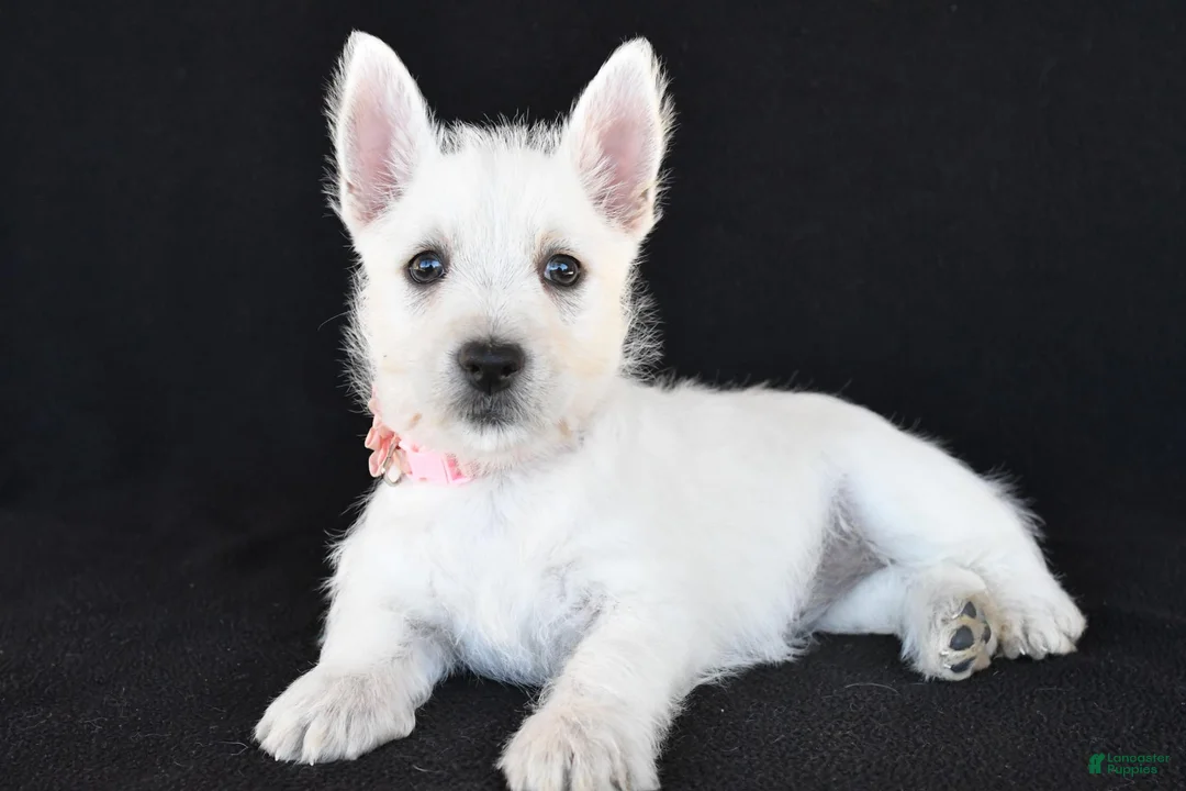 West Highland Terrier dogs for sale: Kelsey - Ad 1