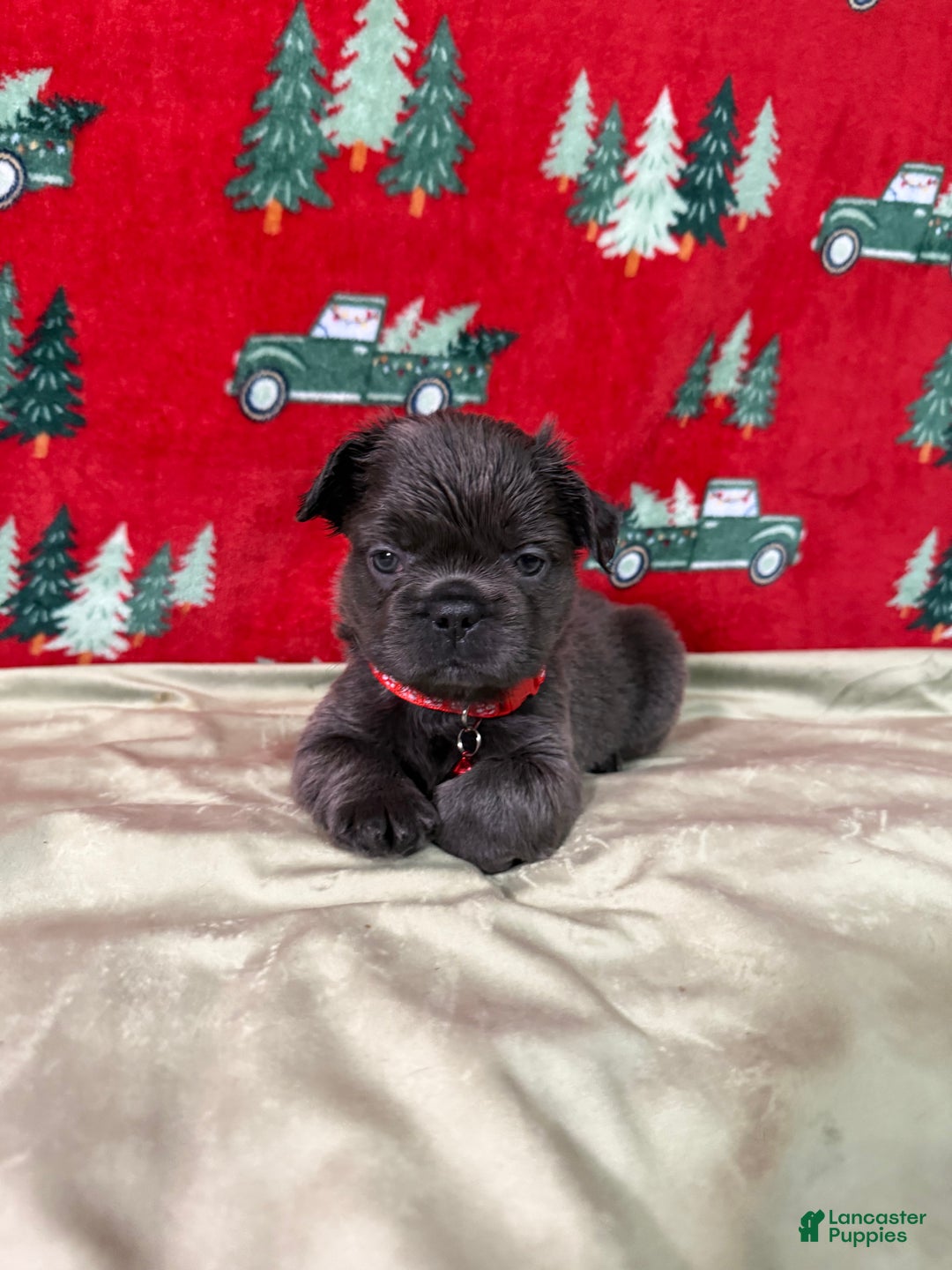 French Bulldog dogs for sale: ❤️ Rudolph - Ad 1