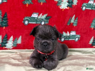 French Bulldog dogs ❤️ Rudolph - Ad 37