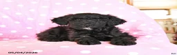 Mini Goldendoodle dogs for sale: Kent  - Ad 3