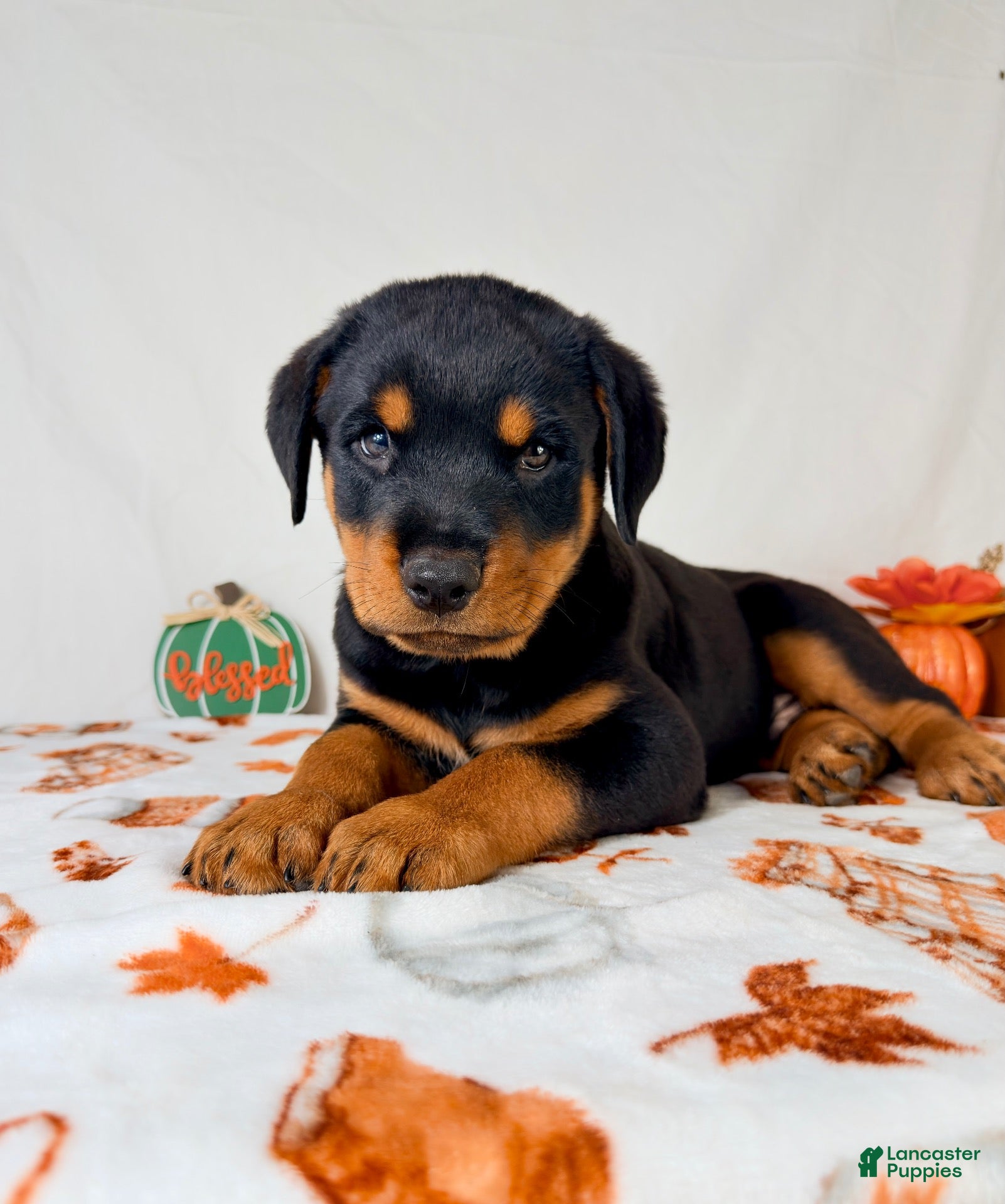 Rottweiler dogs for sale: AKC Duke - Ad 2