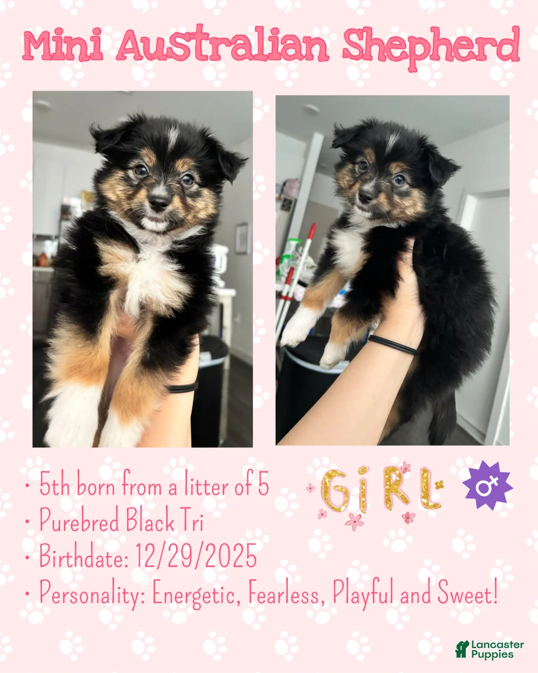Miniature Australian Shepherd dogs for sale: Miniature Australian Shepherd Puppy 2 - Ad 1