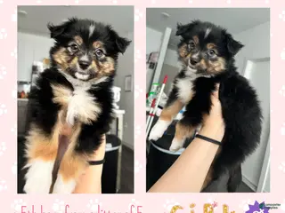 Miniature Australian Shepherd dogs Miniature Australian Shepherd Puppy 2 - Ad 19