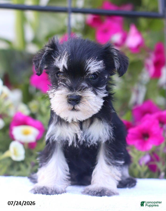 Miniature Schnauzer dogs Carmel - Ad 1