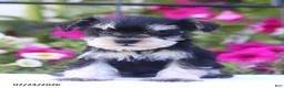 Miniature Schnauzer dogs for sale: Carmel - Ad 1