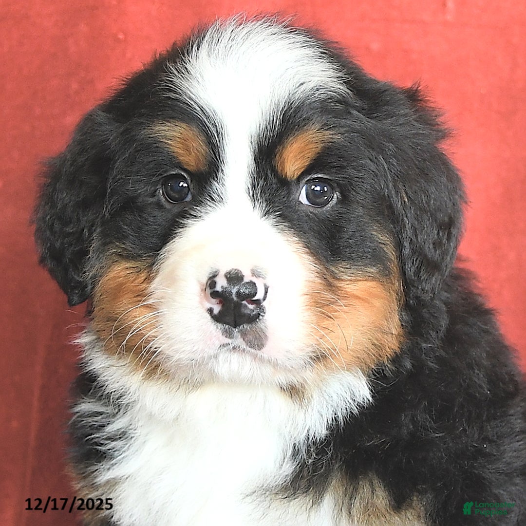 Bernese Mountain Dog dogs for sale: Rascal - Ad 5