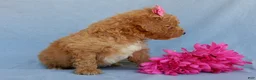 Mini Goldendoodle dogs for sale: Sasha - Ad 4