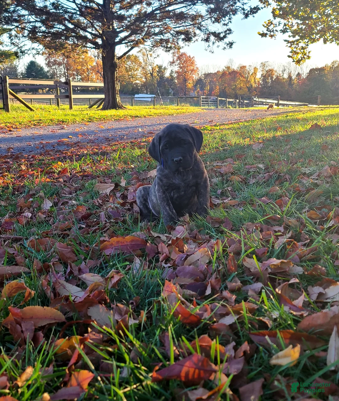 English Mastiff dogs for sale: Tigger - Ad 1