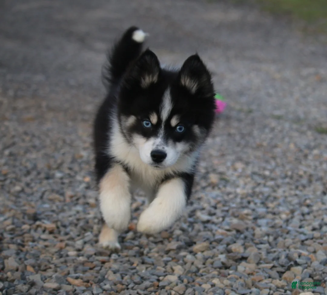 Pomsky dogs for sale: Sawyer - Ad 3