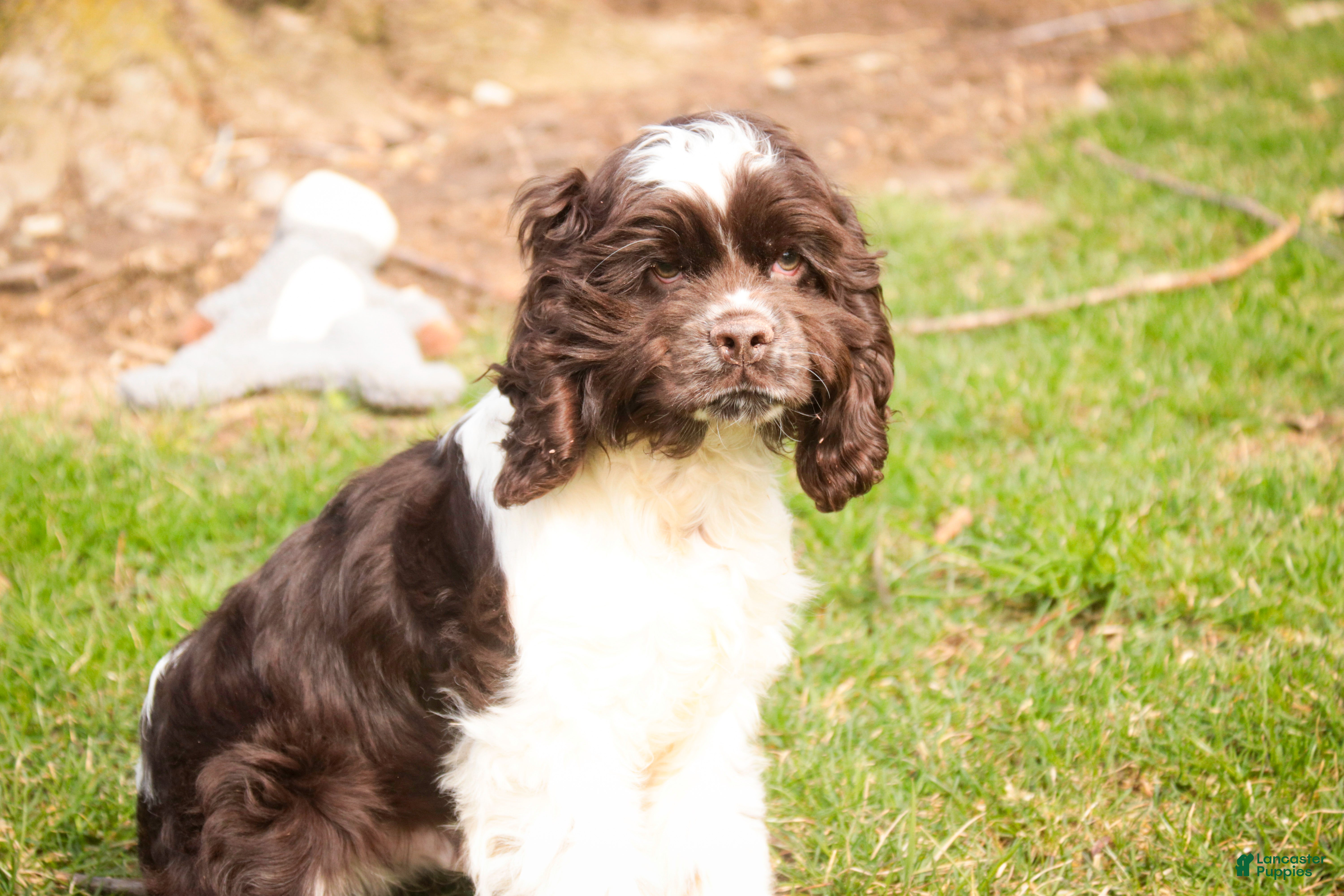 Cocker Spaniel dogs Gilbert - Ad 2