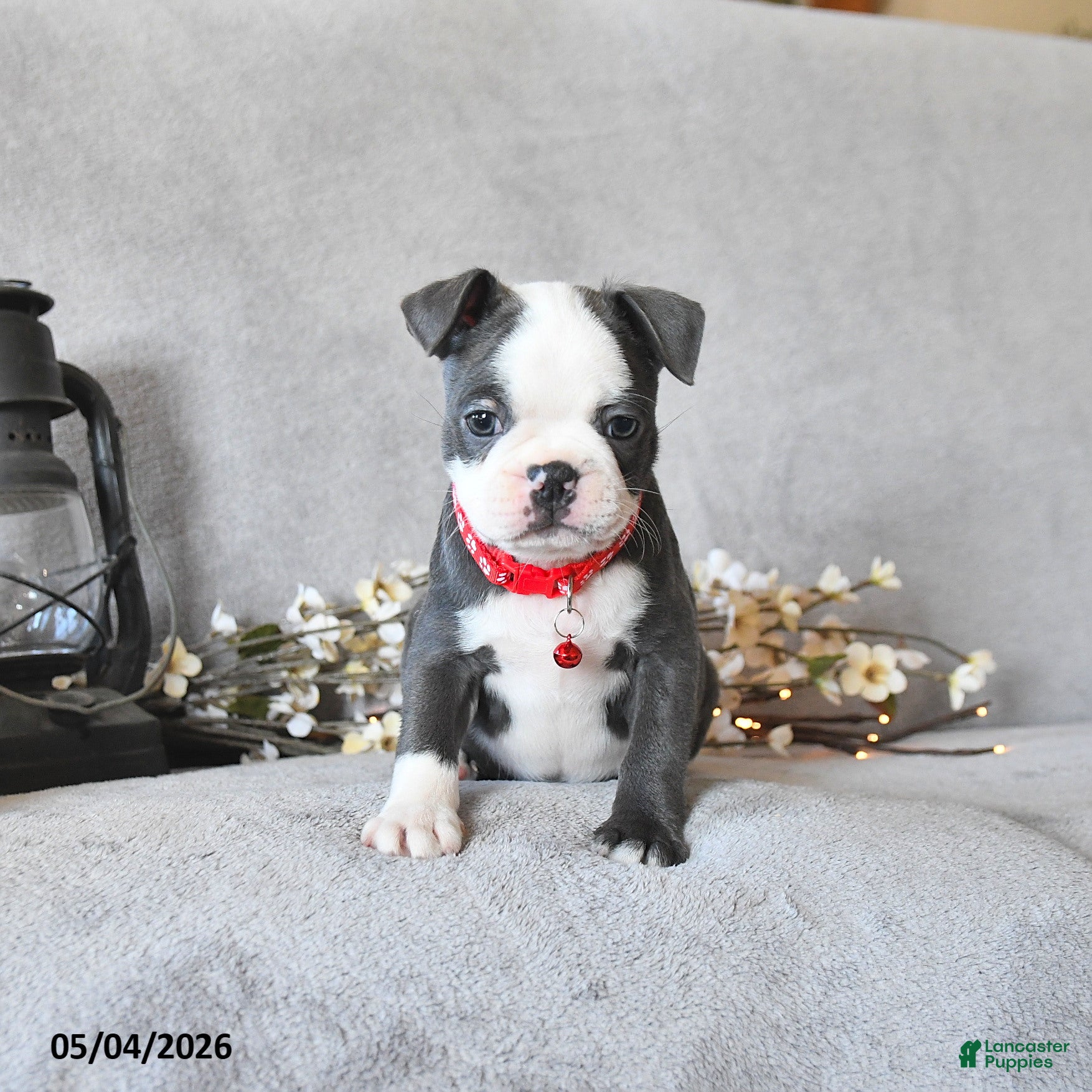 Boston Terrier dogs Kendrick - Ad 2