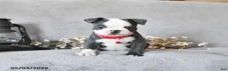 Boston Terrier dogs for sale: Kendrick - Ad 2