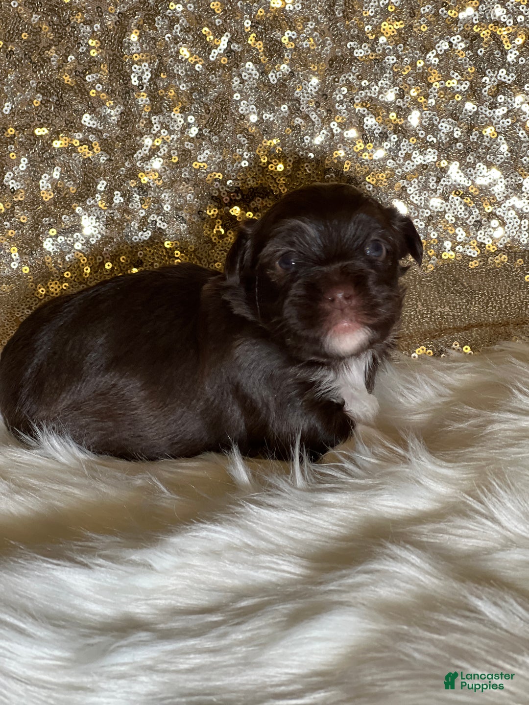 Havanese dogs for sale: Chewy - Ad 1