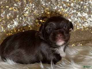 Havanese dogs Chewy - Ad 34