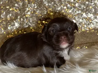 Havanese dogs Chewy - Ad 37