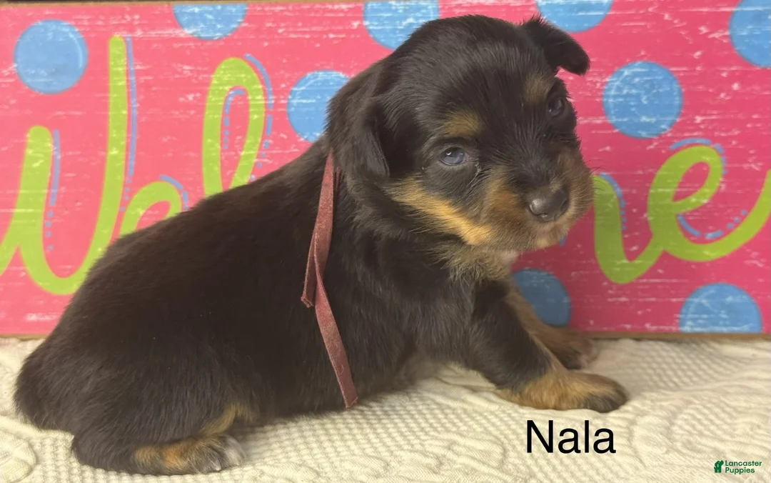 Miniature Australian Shepherd dogs for sale: Nala - Ad 1