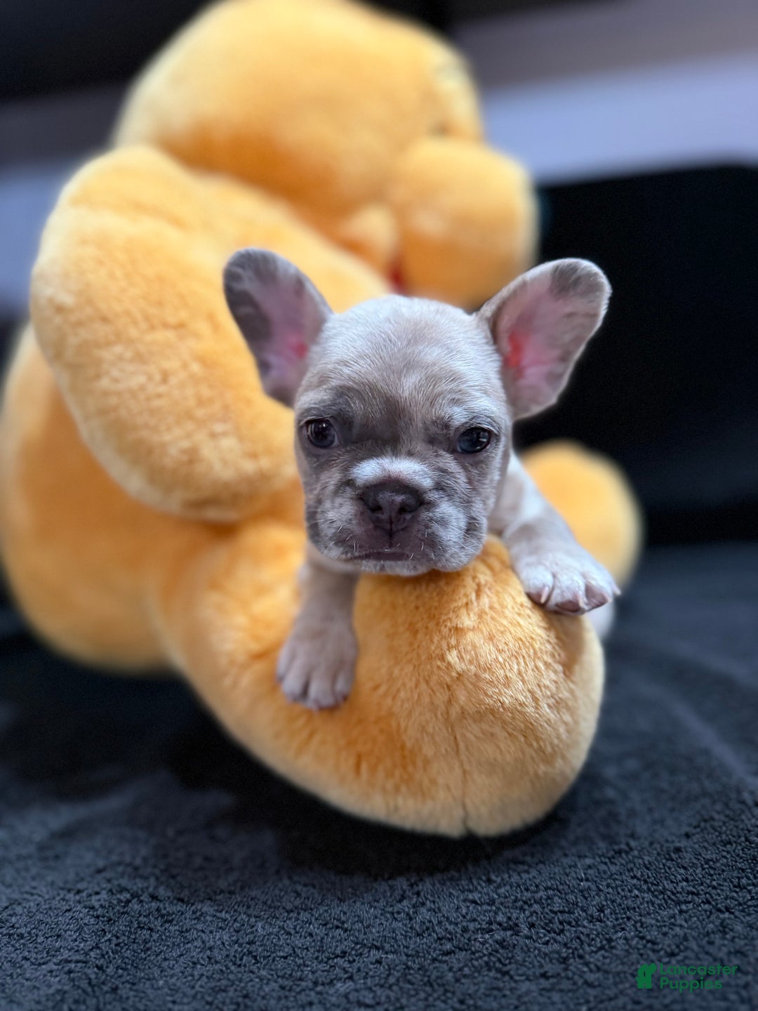 French Bulldog dogs for sale: Silver - Ad 7