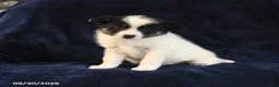 Mixed Breed dogs for sale: Smore  - Ad 2