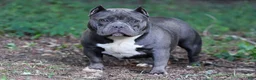 American Bully dogs for sale: Lilac Merle Female - Ad 4