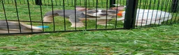 American Bully dogs for sale: American Bully 1 - Ad 15