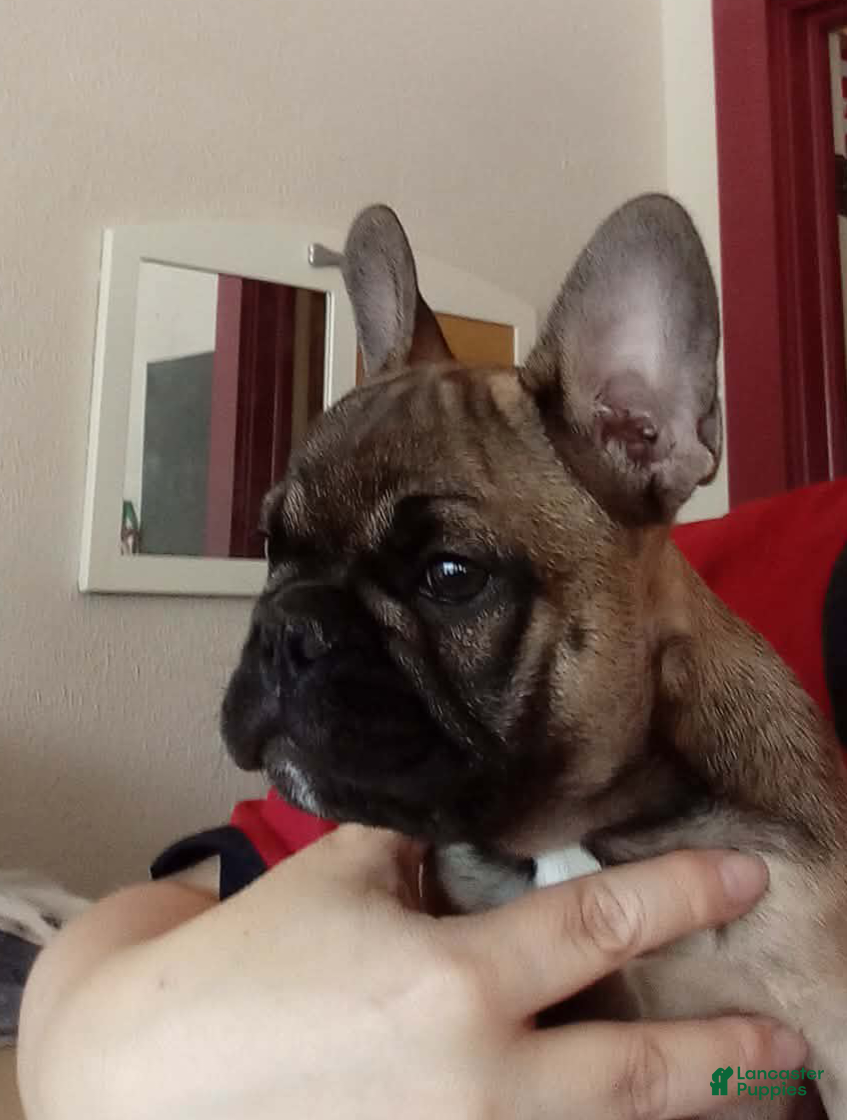 French Bulldog dogs for sale: Potato - Ad 3