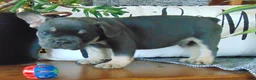 French Bulldog dogs for sale: Ben - Ad 10