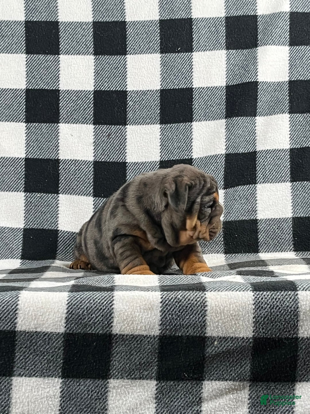 English Bulldog dogs for sale: Cindy - Ad 3