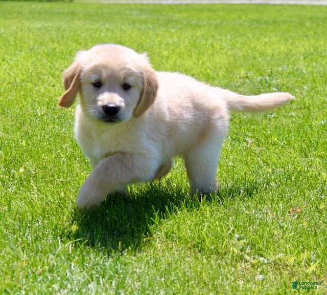 Golden Retriever dogs Fred - Ad 2