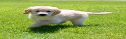 Golden Retriever dogs for sale: Fred - Ad 2