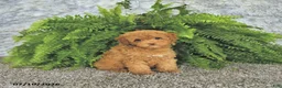 Toy Poodle dogs for sale: Mason Extra Small - Ad 3