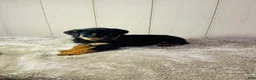 Rottweiler dogs for sale: Rottweiler 2 - Ad 21