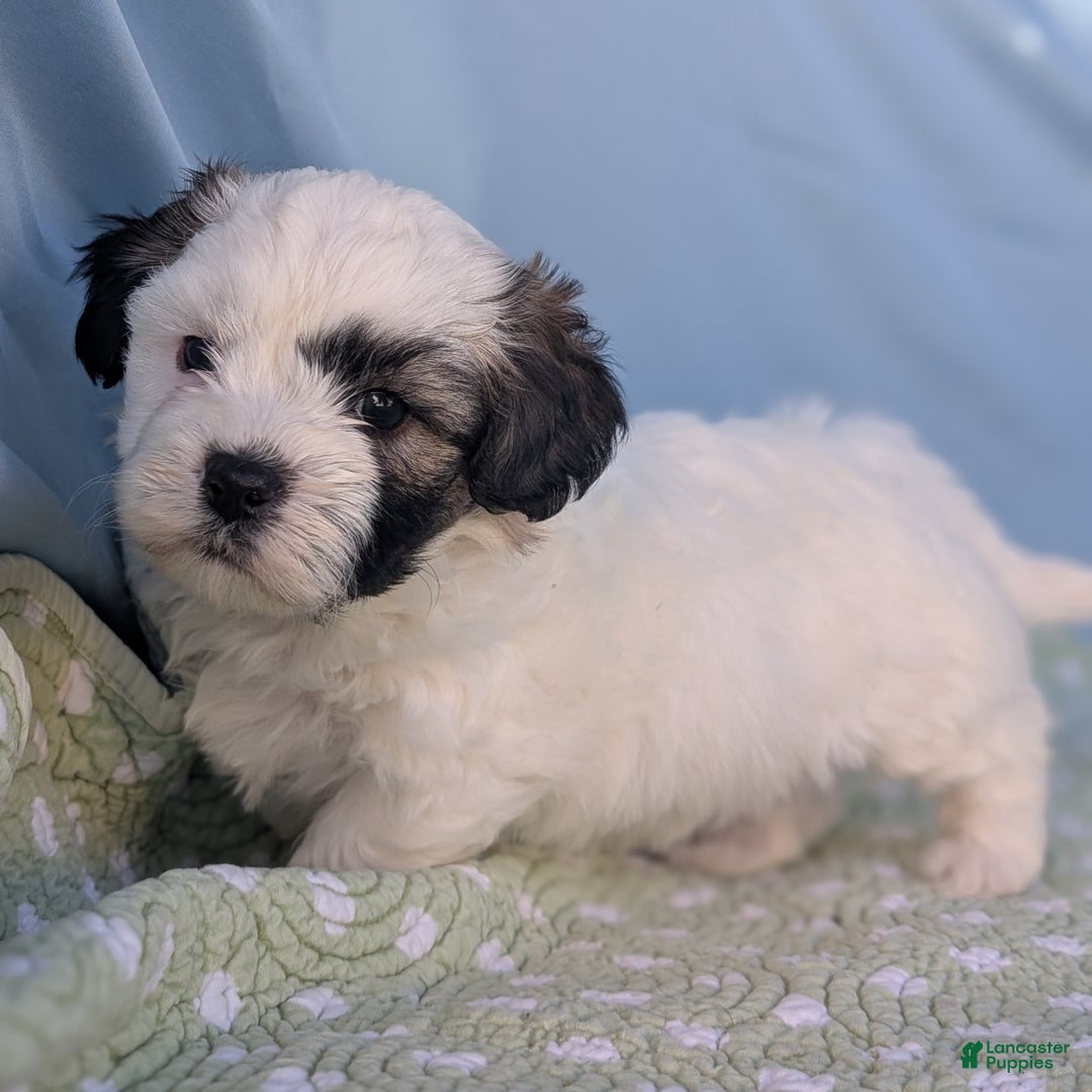 Teddy Bear dogs for sale: Snowflake - Ad 5