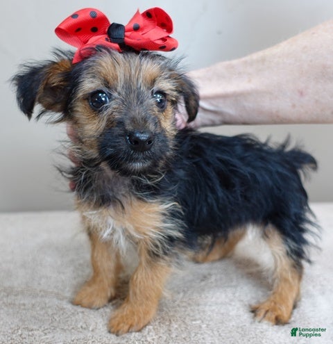 Yorkshire Terrier dogs Little guy 2 lbs - Ad 11