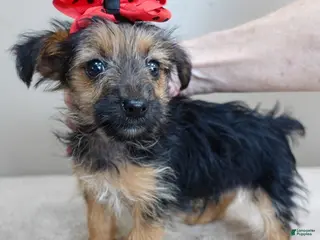 Yorkshire Terrier dogs Little guy 2 lbs - Ad 11