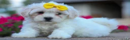 Teddy Bear dogs for sale: Bubbles 💖 - Ad 12