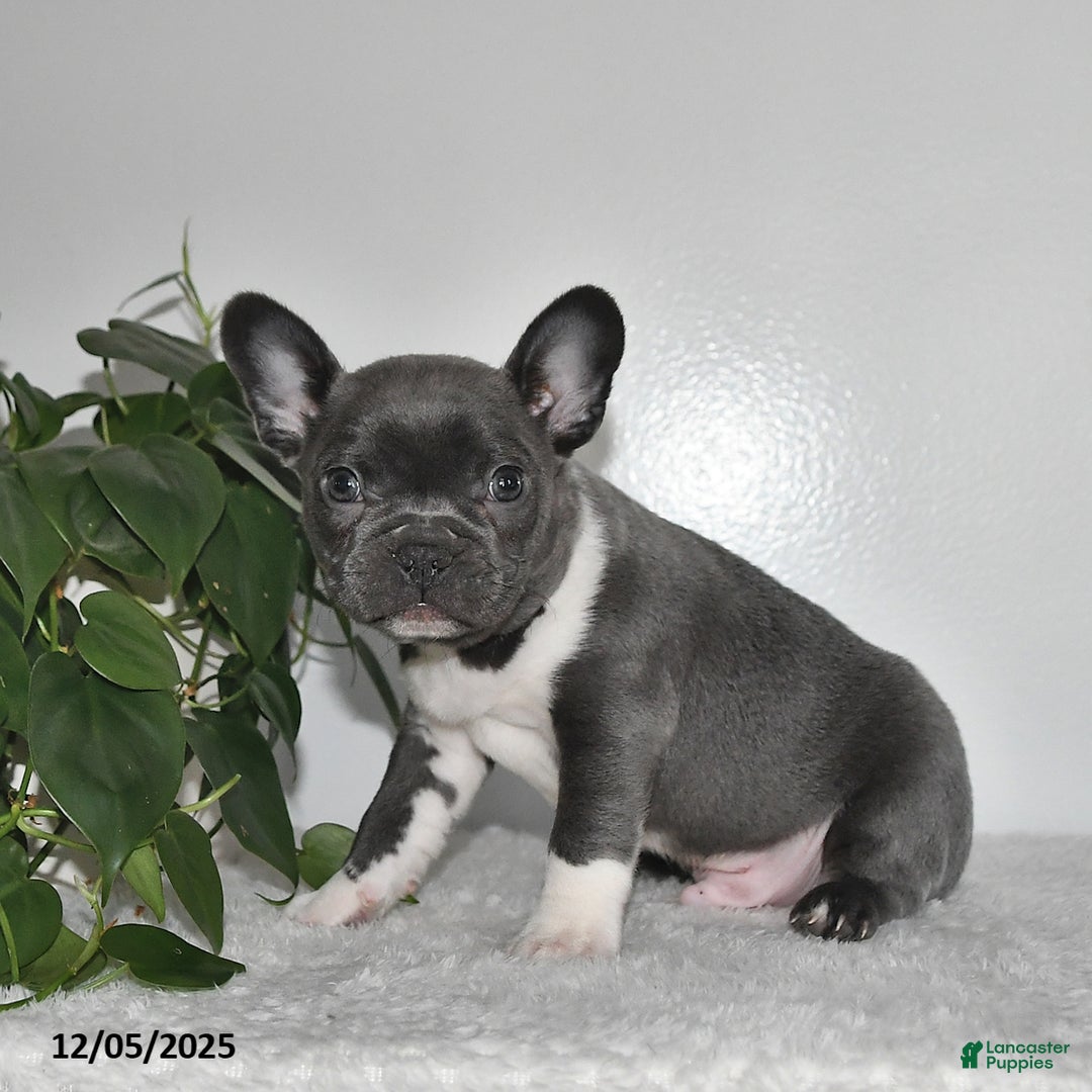 Frenchton dogs for sale: Dustin - Ad 5