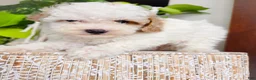 Toy Poodle dogs for sale: Nikka - Ad 9