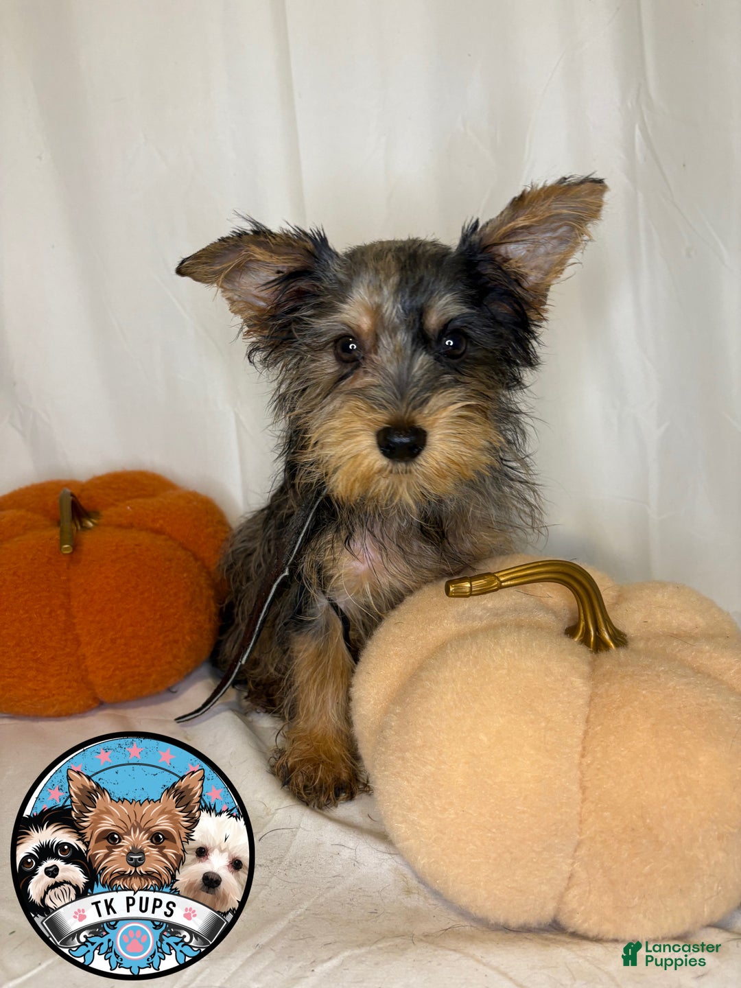 Yorkshire Terrier dogs for sale: Yorkshire Terrier Puppy 1 - Ad 4