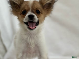 Papillon dogs - Ad 10