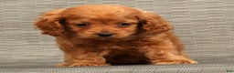Cockapoo dogs for sale: Cassidy - Ad 4