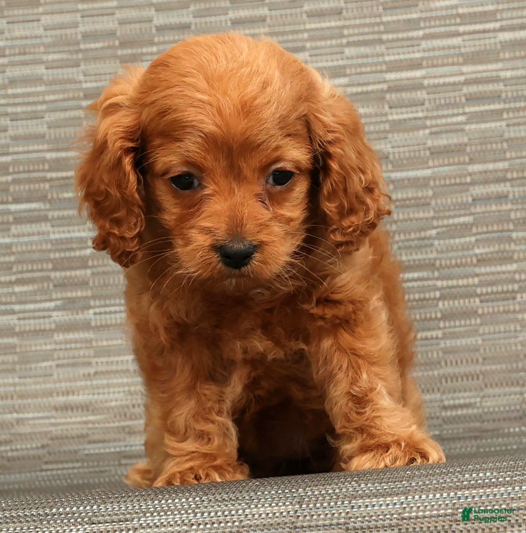 Cockapoo dogs for sale: Cassidy - Ad 4
