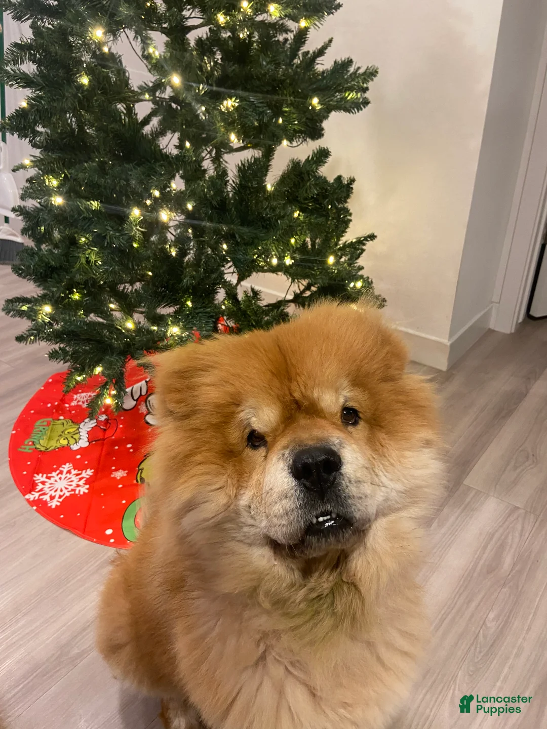 Chow Chow dogs for sale: Chow Chow Puppy 2 - Ad 6