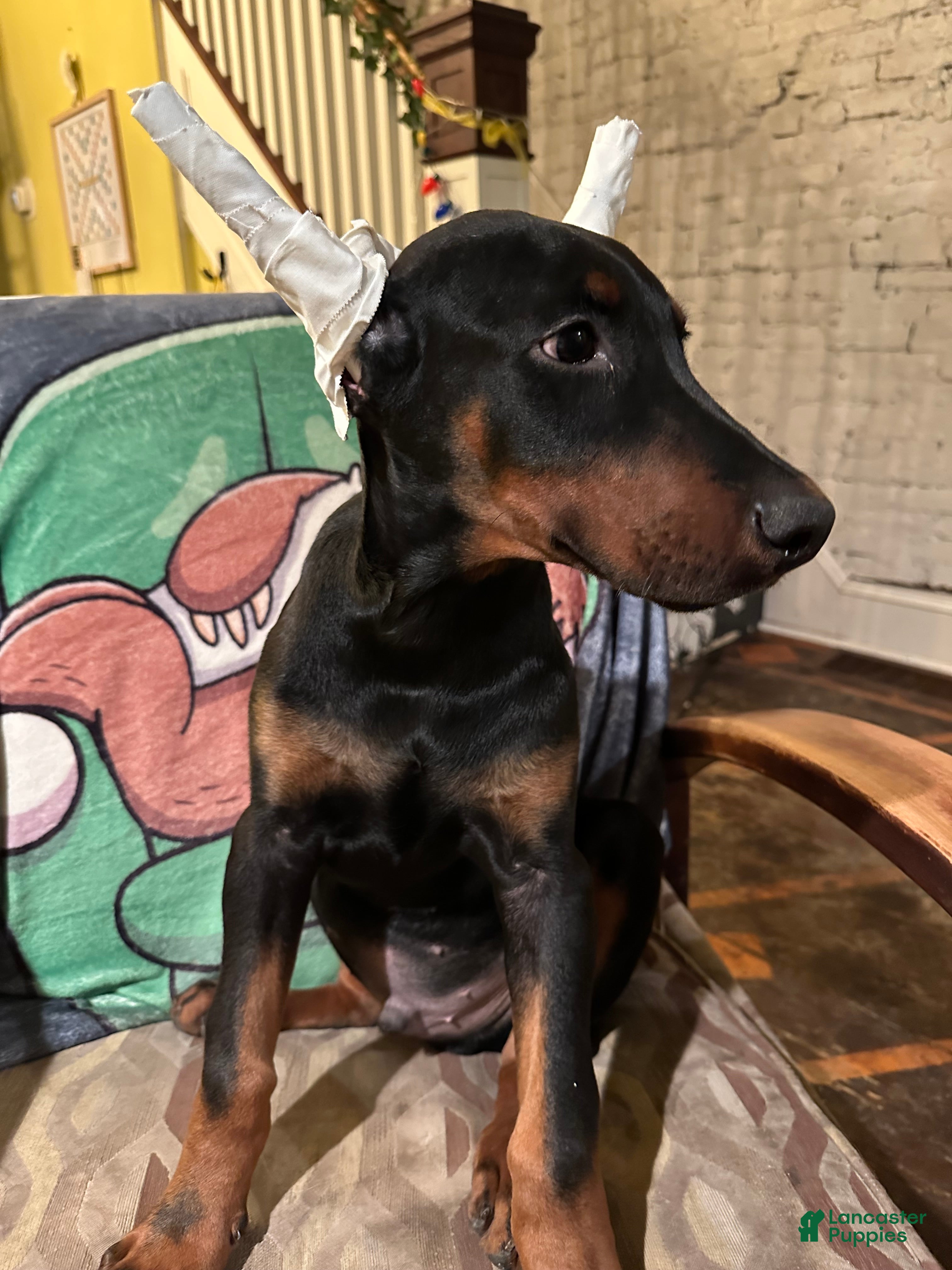 Doberman Pinscher dogs Akc Mr. All love to give - Ad 2