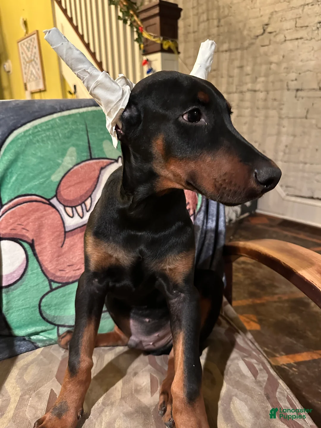 Doberman Pinscher dogs for sale: Mr. All love to give - Ad 2
