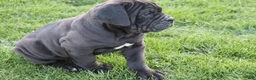 Cane Corso dogs for sale: Blanchard - Ad 6