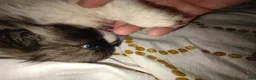 Pekingese dogs for sale: Pekingese Parti Male pup chubbs  - Ad 3