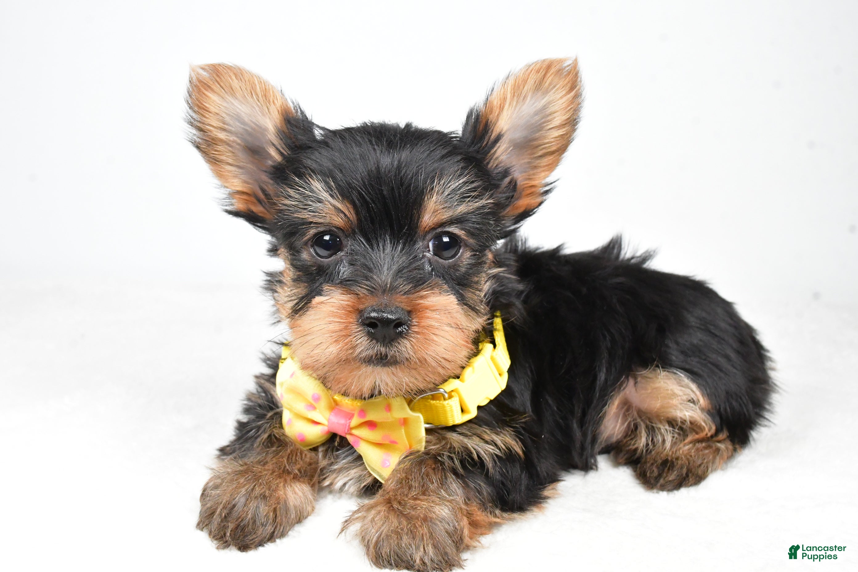 Yorkshire Terrier dogs Tyler - Ad 2