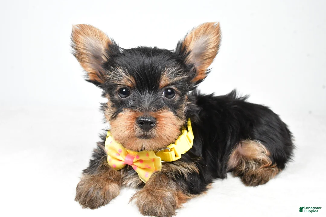 Yorkshire Terrier dogs for sale: Tyler - Ad 2